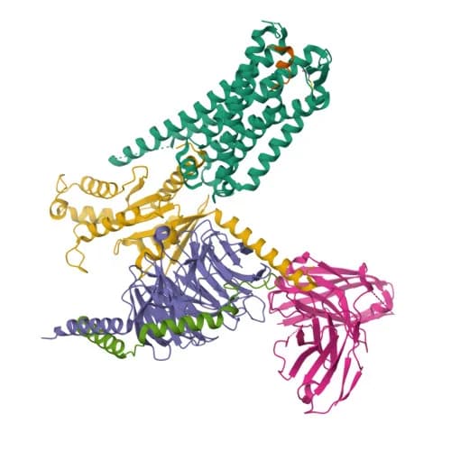 Ribbon model of Kisspeptin receptor bound to KP-10, PDB entry 8ZJD (cryo-EM, 3.1 Å)