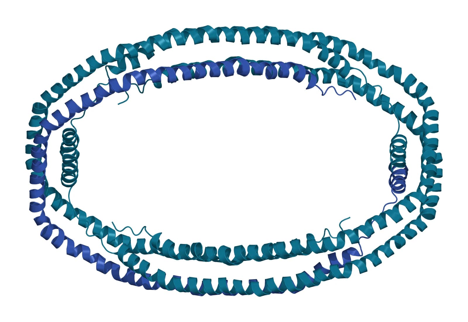 Ribbon model of four long, curved helical apolipoprotein A-I molecules wrapped into an elliptical ring, one molecule in blue and the other three in teal