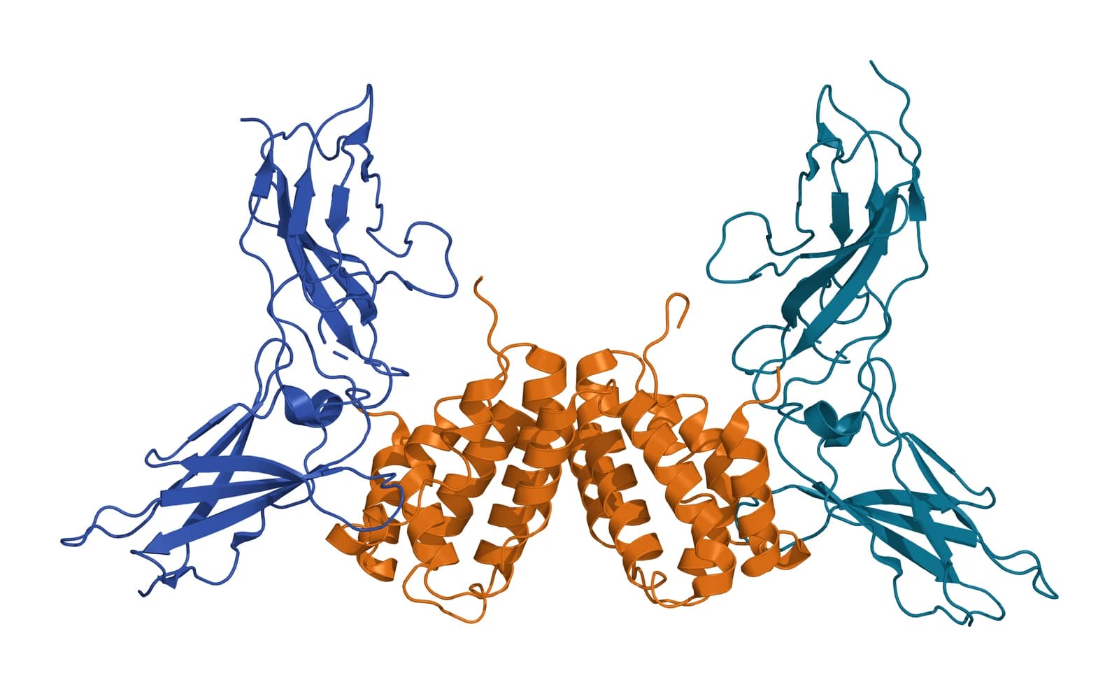 Ribbon model of the helical IFN-gamma homodimer in amber at the center, with one receptor alpha chain in blue on the left and one in teal on the right, each made of two beta-sandwich domains