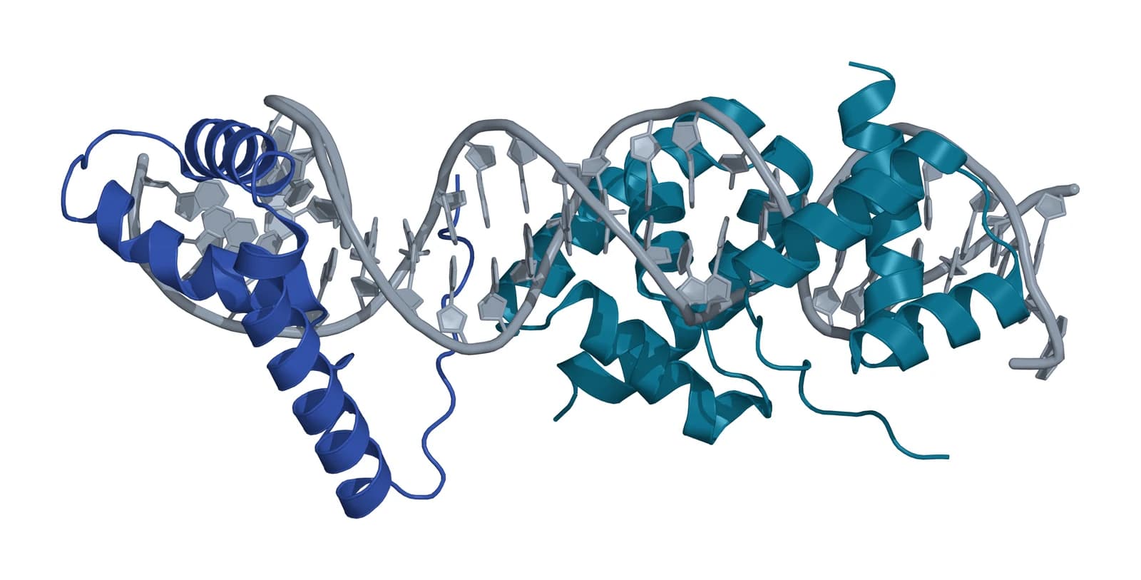 Ribbon model of a DNA double helix in gray with the Sox2 HMG domain in blue at the left end and the two-part Oct1 POU domain in teal gripping the DNA along the right half