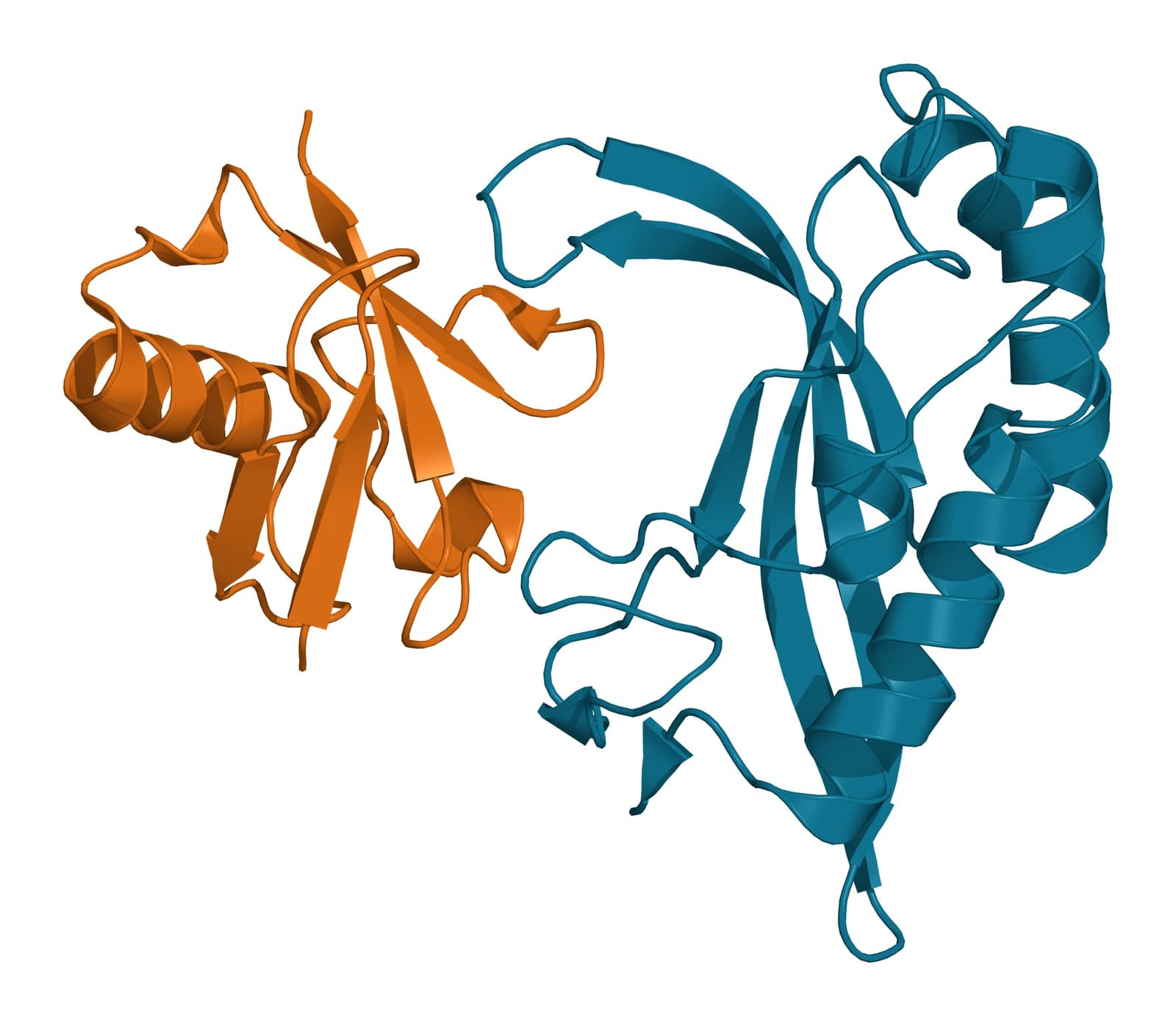 Ribbon model of the TSG101 UEV domain in teal, a curved beta sheet backed by helices, with a ubiquitin molecule in amber bound against its sheet