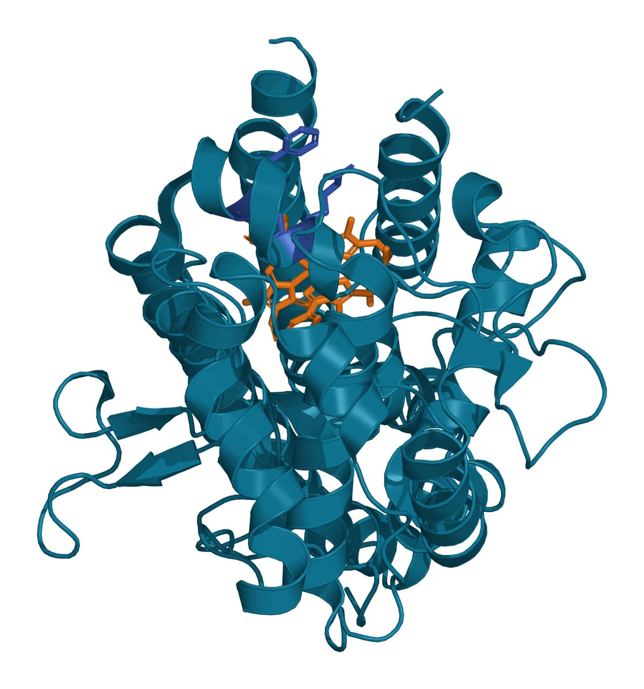 Ribbon model of human IDO1, a mostly helical protein in teal, with the heme and a small imidazole ligand in amber sticks at its center and three pocket side chains in blue