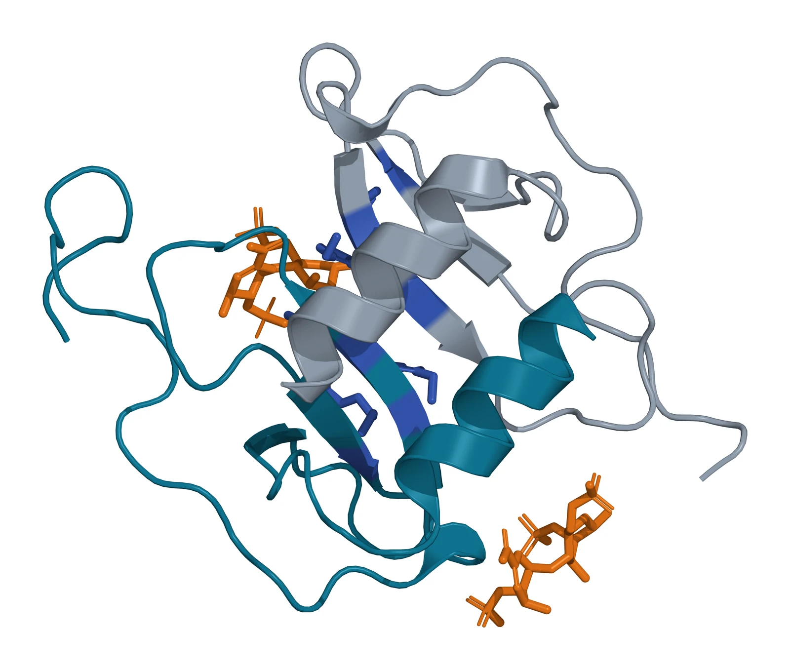 Ribbon model of two CXCL12 chains, one in teal and one in gray, each a three-stranded sheet under a helix, with two sulfated heparin disaccharides in amber sticks and three interface side chains in blue