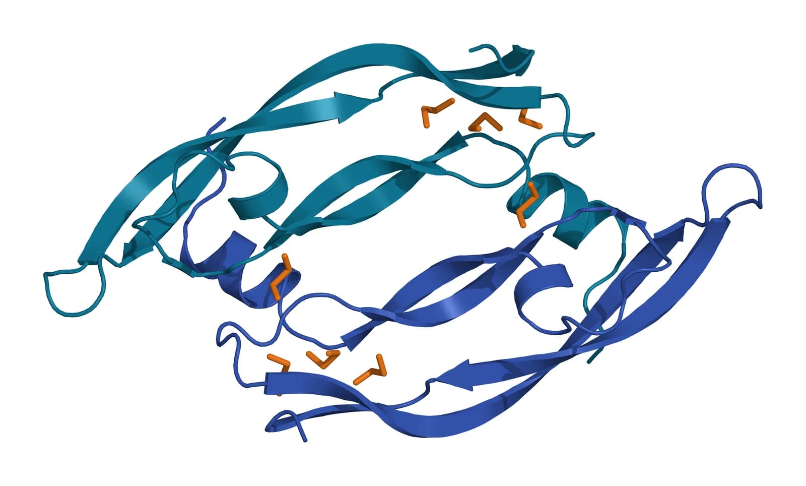 Ribbon model of the vascular endothelial growth factor A receptor-binding domain, two antiparallel protomers in teal and blue with cysteine side chains shown as amber sticks