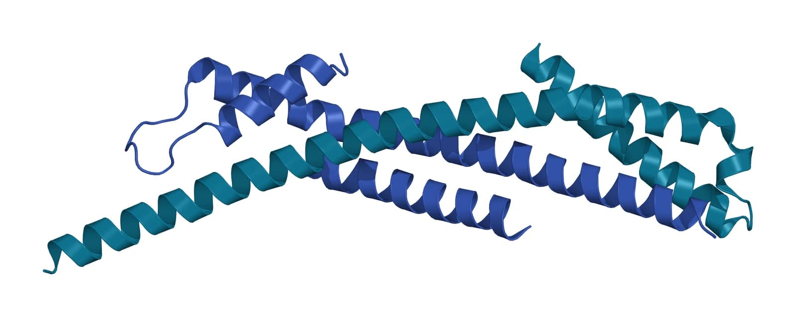 Ribbon model of the human ESCRT-0 core, long intertwined helices of HRS in teal packed against two STAM helical segments in blue