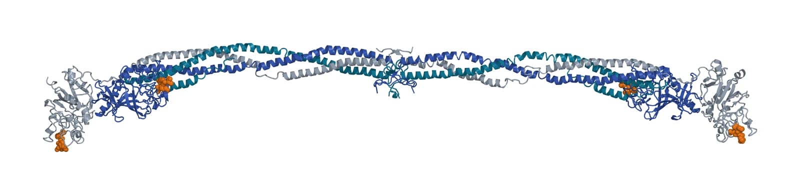 Ribbon model of one human fibrinogen molecule, a long, slightly bowed rod of three twisted coiled-coil chains in teal, blue and gray, with globular domains at each end and small amber peptides bound near both ends