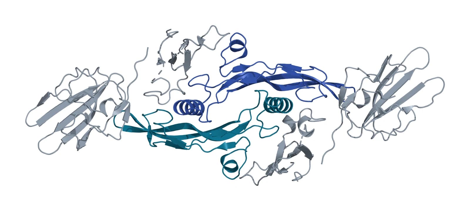 Ribbon model of the transforming growth factor beta1 homodimer, protomers in teal and blue, flanked by the extracellular domains of two type II and two type I receptors in gray