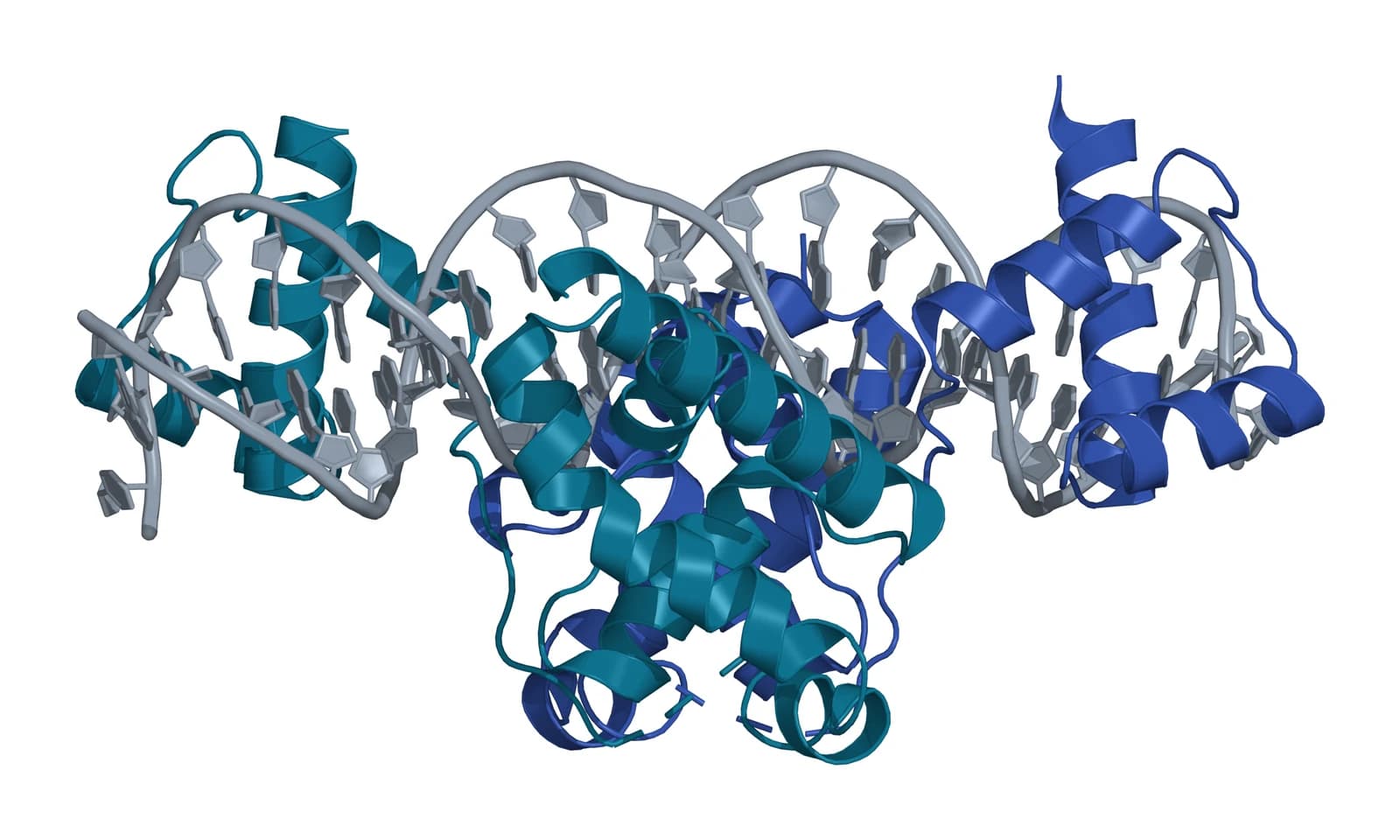 Ribbon model of a gray DNA double helix bound by two Oct4 POU domains, one teal and one blue, each with helical subdomains at the outer ends and a central pair of domains packed against each other