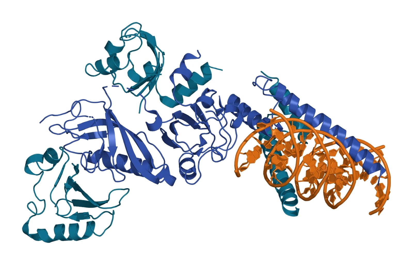 Ribbon model of the HIF-1alpha subunit in blue and the ARNT subunit in teal, their PAS domains packed together on the left and their helical DNA-reading heads gripping an amber DNA double helix on the right