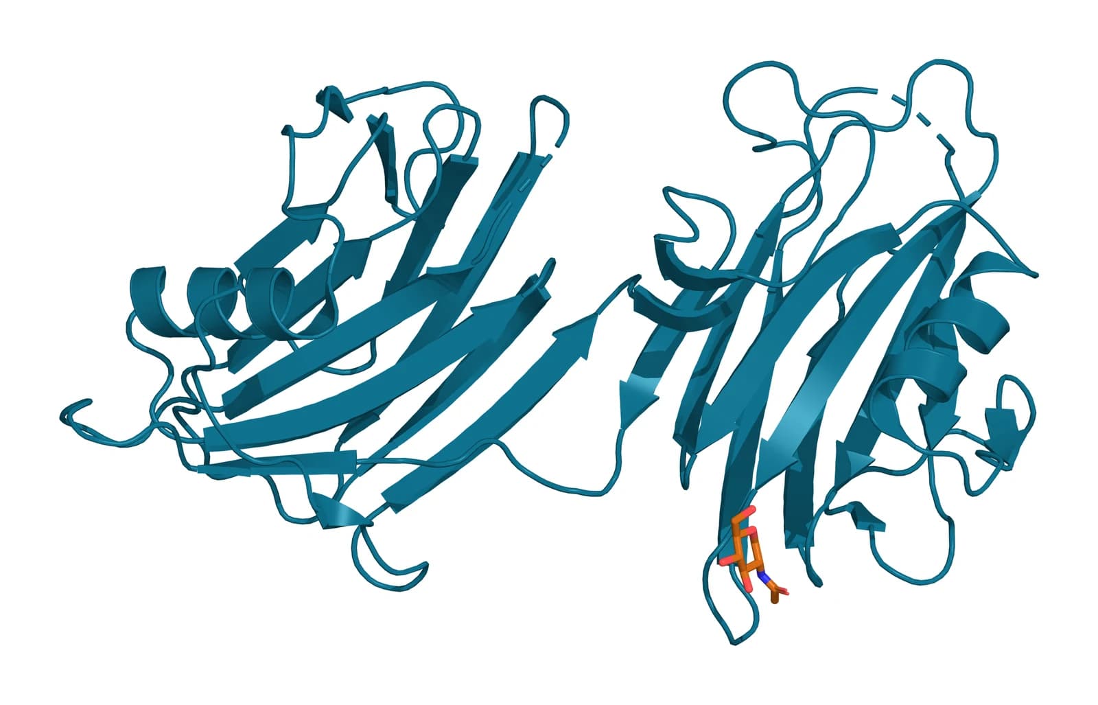 Ribbon model of the human endoglin orphan region in teal, two beta-sheet-rich subdomains side by side, with one N-linked glycan shown as amber sticks