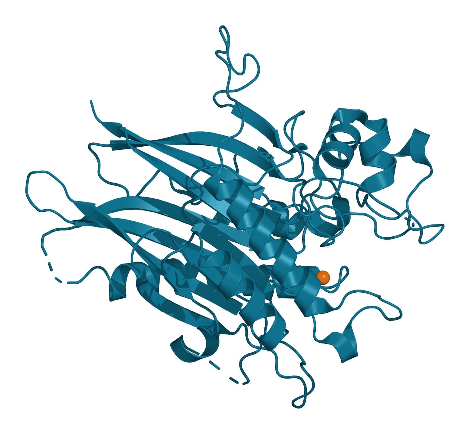 Ribbon model of the human neutral sphingomyelinase 2 catalytic domain in teal, a mixed alpha and beta fold, with one bound calcium ion shown as an amber sphere
