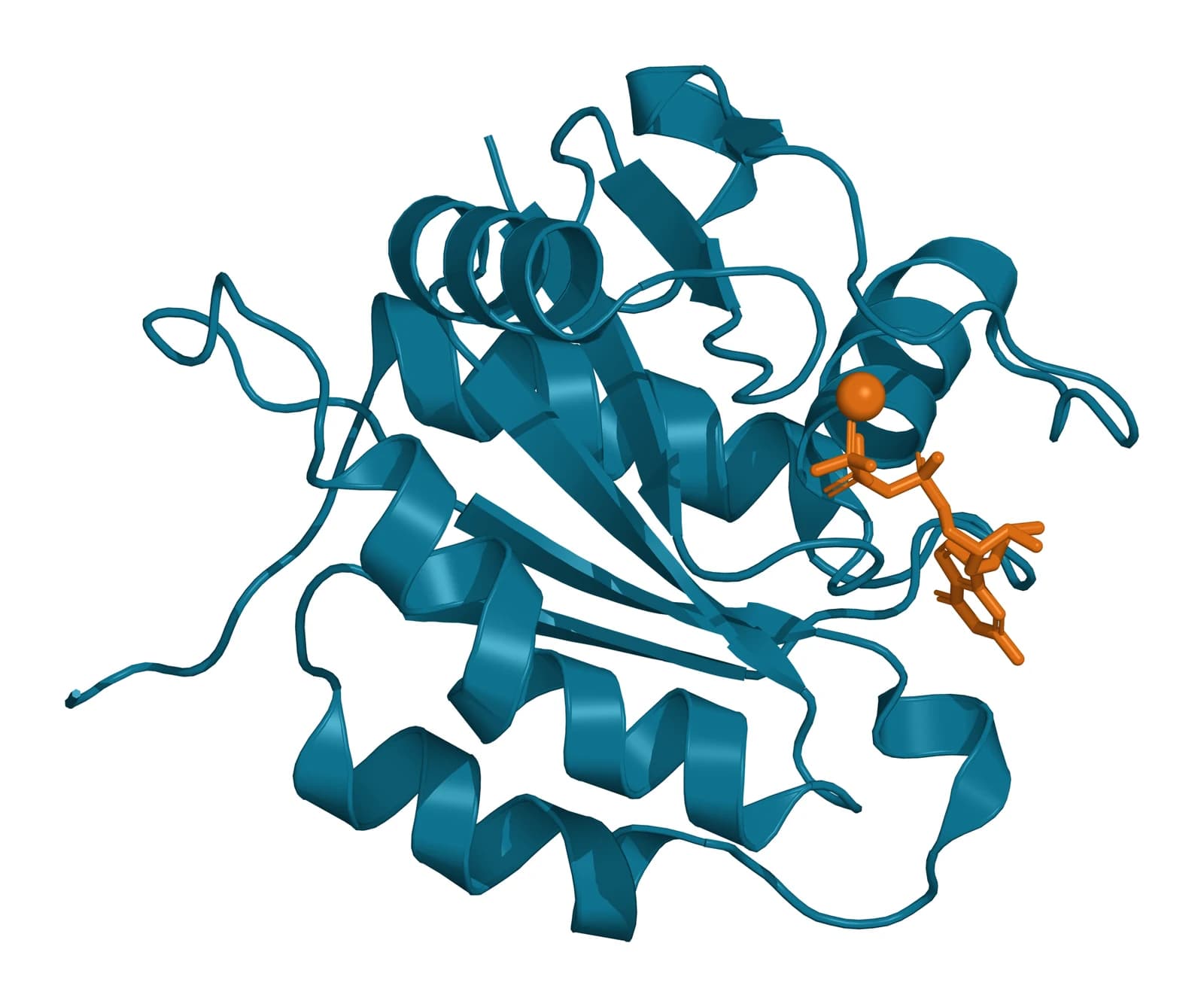 Ribbon model of the human Miro1 N-terminal GTPase domain in teal, a central beta sheet flanked by helices, with a GTP molecule and a magnesium ion in amber at the nucleotide-binding site