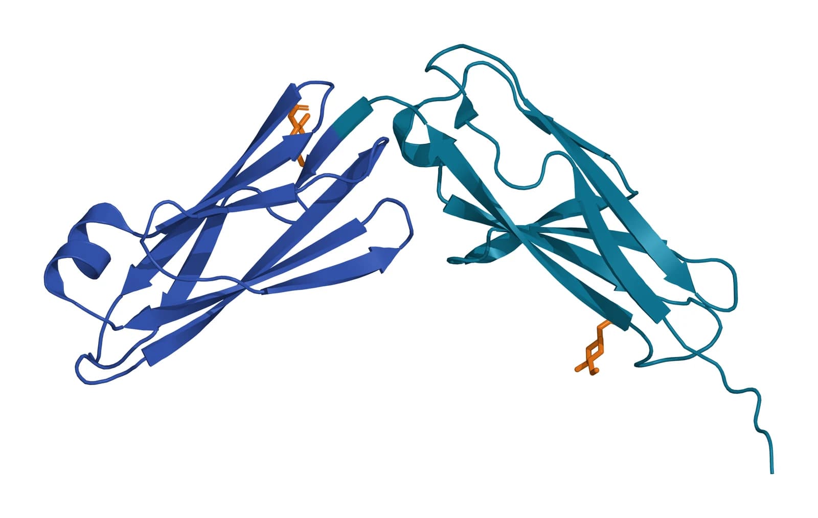 Ribbon model of two immunoglobulin-like domains of human CD146 joined end to end, domain 4 in teal and domain 5 in blue, each a sandwich of beta strands, with two N-linked sugars shown as amber sticks