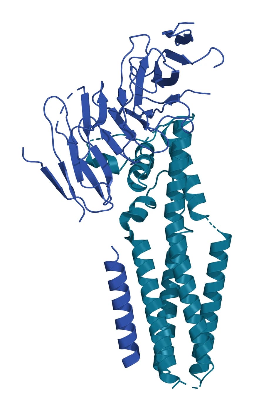 Ribbon model of the B cell co-receptor, with the four transmembrane helices of CD81 in teal standing upright and the folded extracellular domain of CD19 in blue resting on top of them