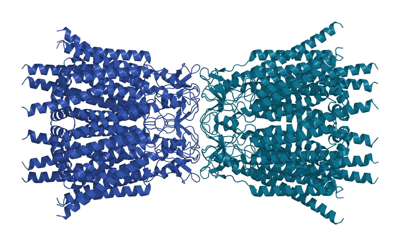Side view ribbon model of the connexin-43 gap junction channel: two rings of six helical subunits, one in teal and one in blue, docked end to end through their extracellular loops