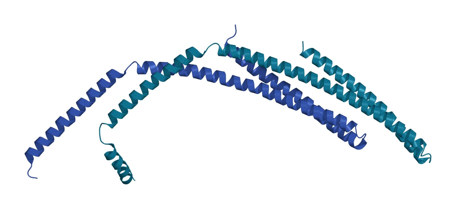Ribbon model of the ESCRT-III heterodimer, long gently curved helical hairpins of CHMP2A in teal and CHMP3 in blue lying side by side in the open conformation