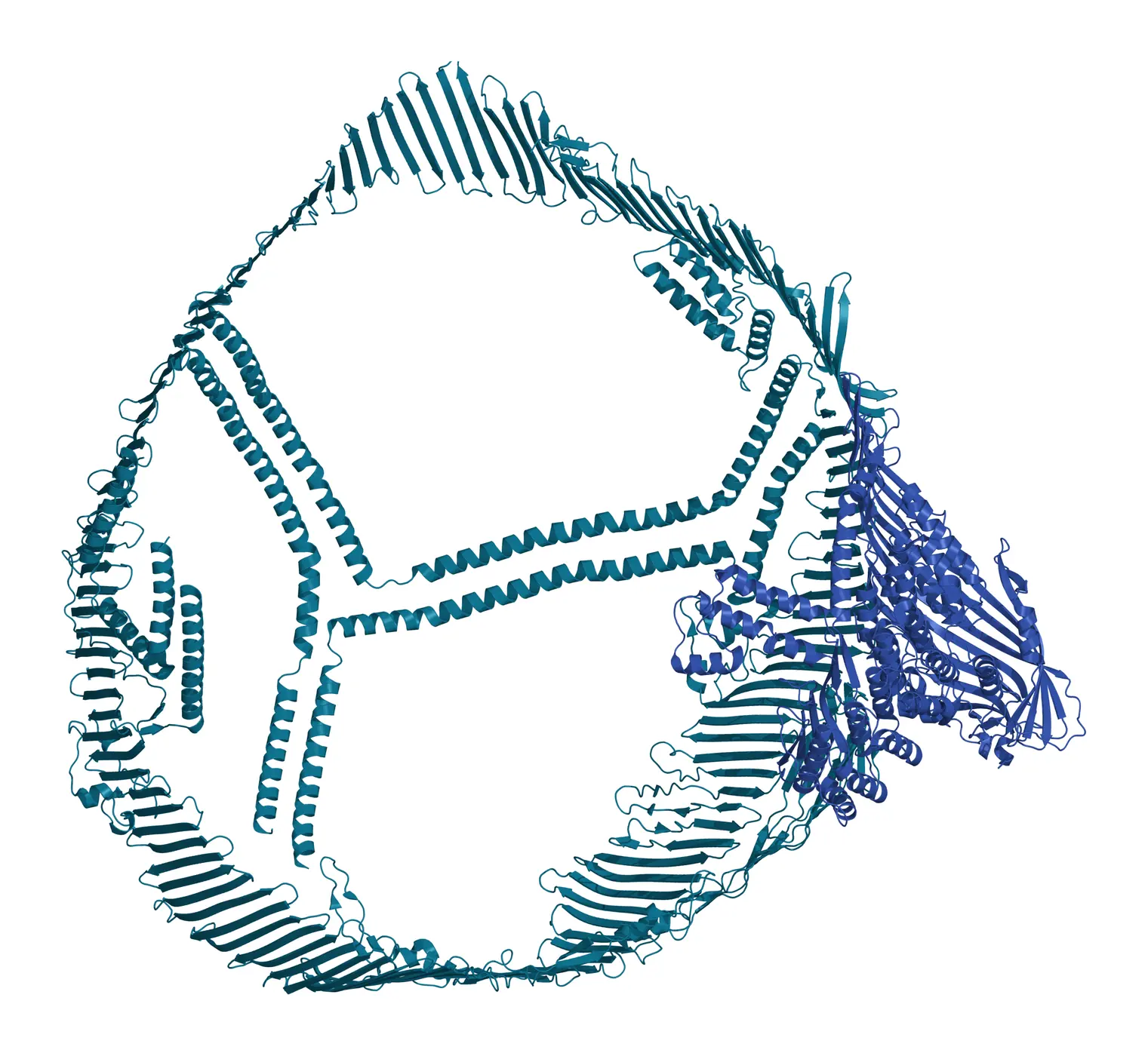 Ribbon model of apolipoprotein B100, a long teal chain of beta-strands forming a closed belt around an empty center crossed by long helical inserts, with a compact blue globular domain at one side